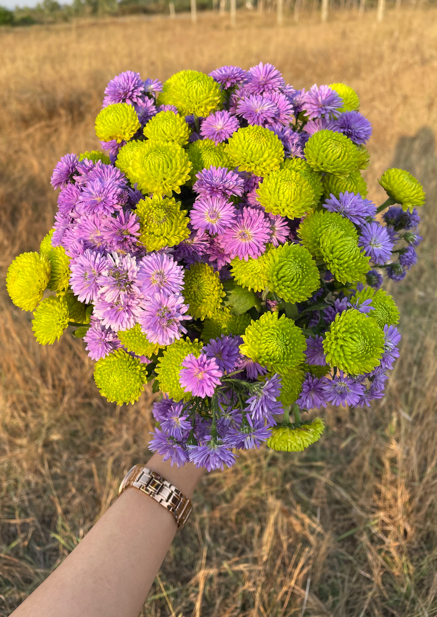 Blue Daisy, Green Button Chrysanthemums